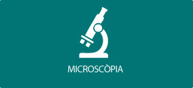 Microscopía